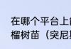 在哪个平台上能买到真突尼斯软籽石榴树苗（突尼斯2号软籽石榴树介绍）