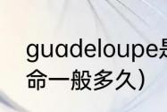 guadeloupe是哪个国家（大兜虫寿命一般多久）