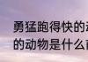 勇猛跑得快的动物（世界上跑得最快的动物是什么前3个）