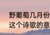 野葡萄几月份可以采摘（《野葡萄》这个诗歌的意思是什么）