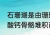 石珊瑚是由珊瑚虫还是珊瑚礁分泌碳酸钙骨骼堆积而成的