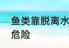 鱼类靠脱离水面还是隐伏生活来抵御危险