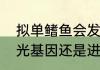 拟单鳍鱼会发光的原因是自身具有发光基因还是进食发光浮游生物