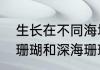 生长在不同海域位置的珊瑚分为浅海珊瑚和深海珊瑚吗