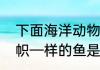 下面海洋动物中拥有背鳍长而高像旗帜—样的鱼是