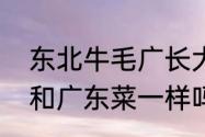 东北牛毛广长大了是什么样（牛毛广和广东菜一样吗）