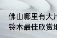 佛山哪里有大片风铃花（深圳黄花风铃木最佳欣赏地）