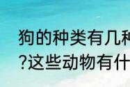 狗的种类有几种（常见的动物有哪些?这些动物有什么特点）