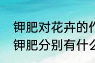 钾肥对花卉的作用（氮肥、磷肥，和钾肥分别有什么作用）