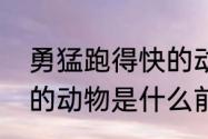 勇猛跑得快的动物（世界上跑得最快的动物是什么前3个）