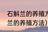 石斛兰的养殖方法和注意事项（石斛兰的养殖方法）