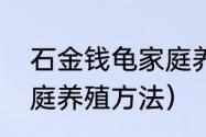 石金钱龟家庭养殖方法（石金钱龟家庭养殖方法）