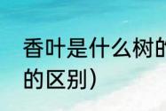 香叶是什么树的叶（大香叶和小香叶的区别）