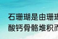 石珊瑚是由珊瑚虫还是珊瑚礁分泌碳酸钙骨骼堆积而成的