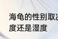 海龟的性别取决于海龟蛋孵化时的温度还是湿度