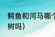 鳄鱼和河马哪个会爬树？（鳄鱼会爬树吗）