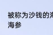 被称为沙钱的海洋动物是饼海胆还是海参