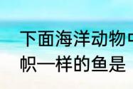 下面海洋动物中拥有背鳍长而高像旗帜—样的鱼是