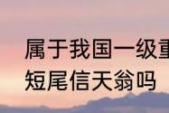 属于我国一级重点保护野生动物的是短尾信天翁吗