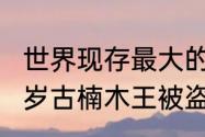 世界现存最大的金丝楠？（贵州2600岁古楠木王被盗割）