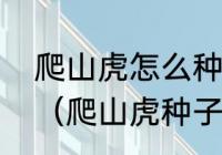 爬山虎怎么种爬山虎种植方法与技巧（爬山虎种子种植方法）