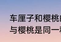 车厘子和樱桃的区别是什么（车厘子与樱桃是同一种水果吗）