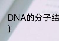 DNA的分子结构式（dna化学结构式）