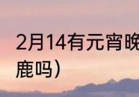 2月14有元宵晚会吗（全员加速中有白鹿吗）