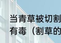 当青草被切割时散发出来的气体是否有毒（割草的过程描写）