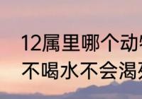 12属里哪个动物吃仙人掌（什么动物不喝水不会渴死）