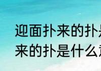 迎面扑来的扑是什么意思？（扑眼而来的扑是什么意思？）