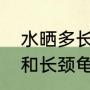 水晒多长时间可以养玛塔龟（玛塔龟和长颈龟哪个好养）