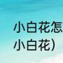 小白花怎么做又漂亮又简单（如何扎小白花）