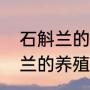 石斛兰的养殖方法和注意事项（石斛兰的养殖方法）