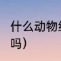 什么动物经常熬夜?为什么（猪会熬夜吗）