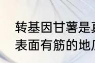 转基因甘薯是真的吗（有人知道这种表面有筋的地瓜叫什么名字吗）