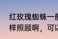 红玫瑰蜘蛛一般活多长时间啊，要怎样照顾啊，可以放在阳光下吗