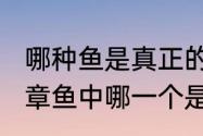 哪种鱼是真正的鱼（鲸、海马、海豹、章鱼中哪一个是鱼类）