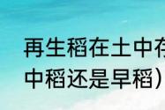 再生稻在土中存活几年（再生稻属于中稻还是早稻）