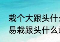 栽个大跟头什么意思（年少太得志容易栽跟头什么意思）