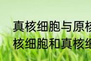 真核细胞与原核细胞有什么区别（原核细胞和真核细胞的区别是什么）