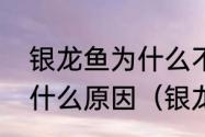 银龙鱼为什么不吃食银龙鱼不吃食是什么原因（银龙不吃食能饿死么）