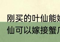 刚买的叶仙能嫁接蟹爪兰吗（9月份叶仙可以嫁接蟹爪兰吗）