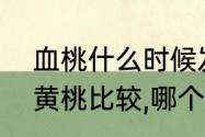 血桃什么时候发芽（春雨血桃一号与黄桃比较,哪个营养高,保建作用强）