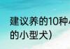 建议养的10种小型犬短毛（适合家养的小型犬）