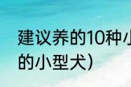 建议养的10种小型犬短毛（适合家养的小型犬）