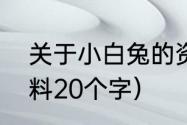 关于小白兔的资料（关于小白兔的资料20个字）