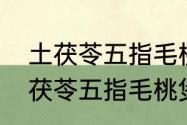 土茯苓五指毛桃煲汤的最佳搭配（土茯苓五指毛桃煲汤的最佳搭配）