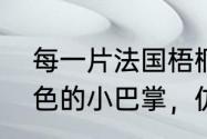 每一片法国梧桐树的落叶都像一个金色的小巴掌，仿写比喻句