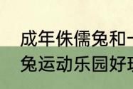 成年侏儒兔和一般兔子的对比（兔小兔运动乐园好玩吗）